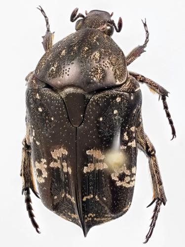 Réf. 296 925 : Protaetia acuminata